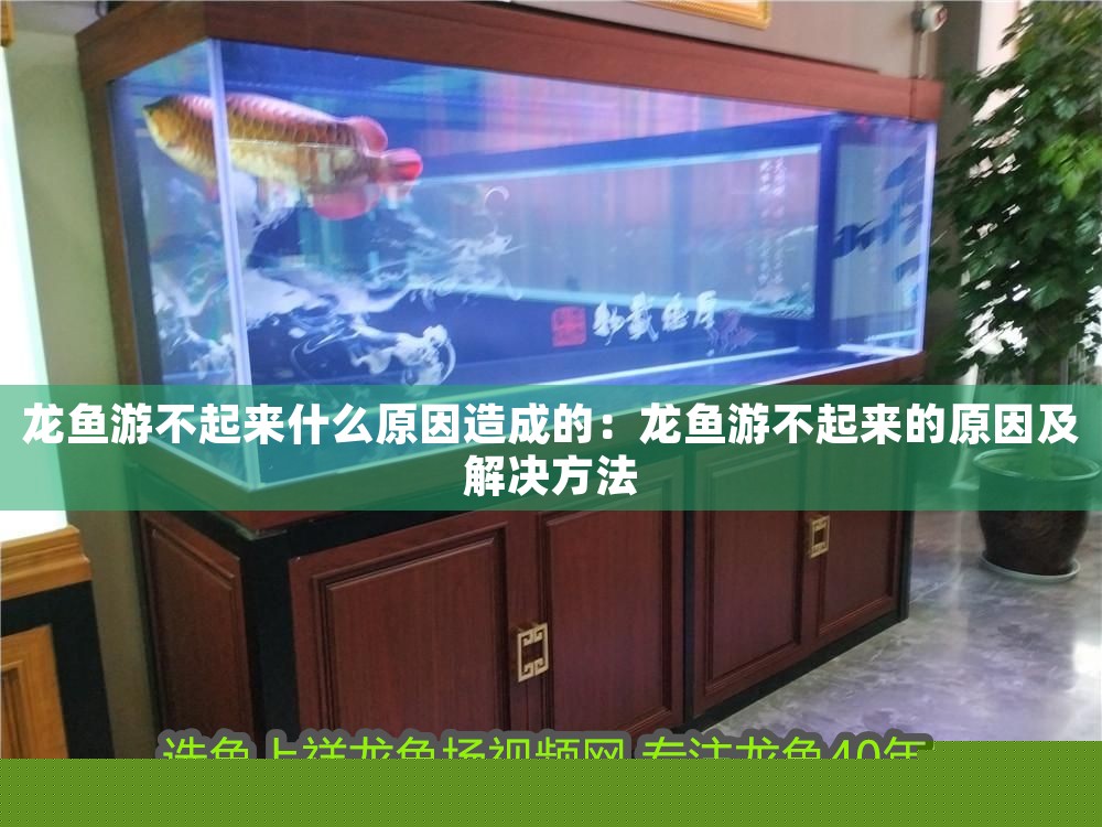 龍魚游不起來什么原因造成的：龍魚游不起來的原因及解決方法