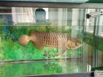 過背金龍魚與高背金龍魚分別在哪里生存：過背金龍魚與高背金龍魚分別在哪里生存環境的信息