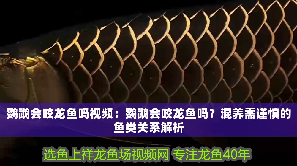鸚鵡會咬龍魚嗎視頻：鸚鵡會咬龍魚嗎？混養需謹慎的魚類關系解析