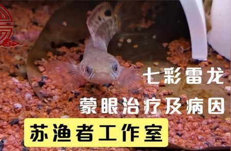 鸚鵡會咬龍魚嗎視頻：鸚鵡會咬龍魚嗎？混養需謹慎的魚類關系解析
