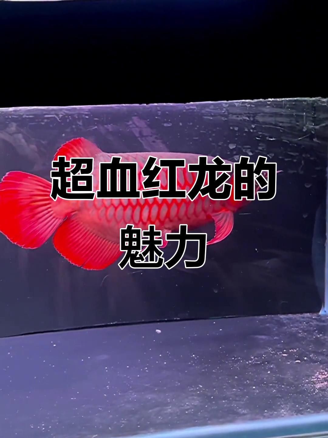 紅龍魚選購技巧指南