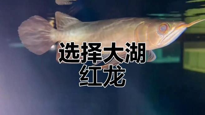 紅龍魚選購技巧指南