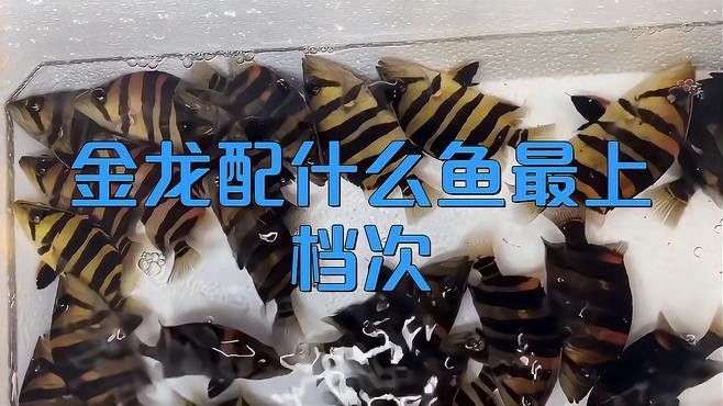 金龍魚混養的最佳搭配有哪些？