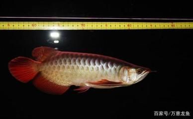 龍魚后三鰭如何變大：如何增大龍魚后三鰭的大小