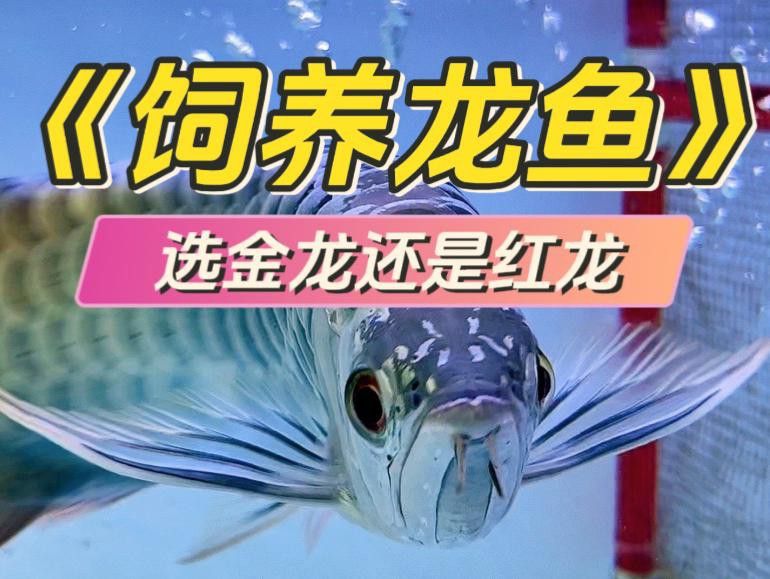 金龍和紅龍哪個更有觀賞價值？