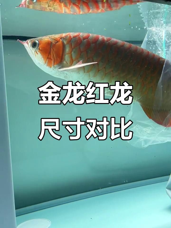 金龍和紅龍哪個更有觀賞價值？