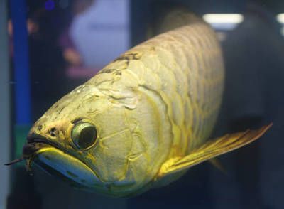 龍魚麻醉運輸能堅持幾天：龍魚在經過麻醉后進行運輸