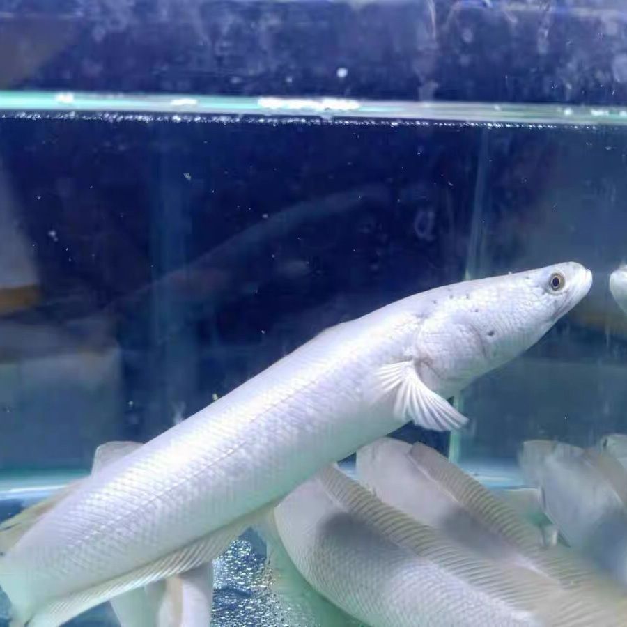 白色雷龍魚能長到多長厘米（白色雷龍魚的體長是多少？）