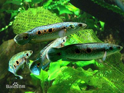 白色雷龍魚能長到多長厘米（白色雷龍魚的體長是多少？）