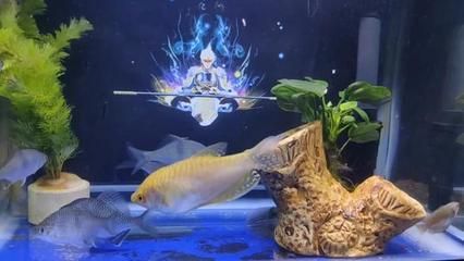 龍魚擺頭擺身是什么病啊【龍魚擺頭擺頭擺身是什么病龍魚擺頭擺頭擺身是什么病】