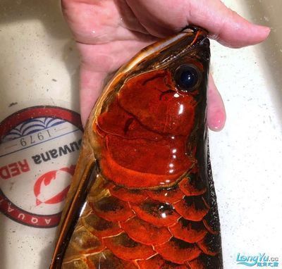 龍魚血統(tǒng)查詢的具體流程：如何查詢龍魚的血統(tǒng)