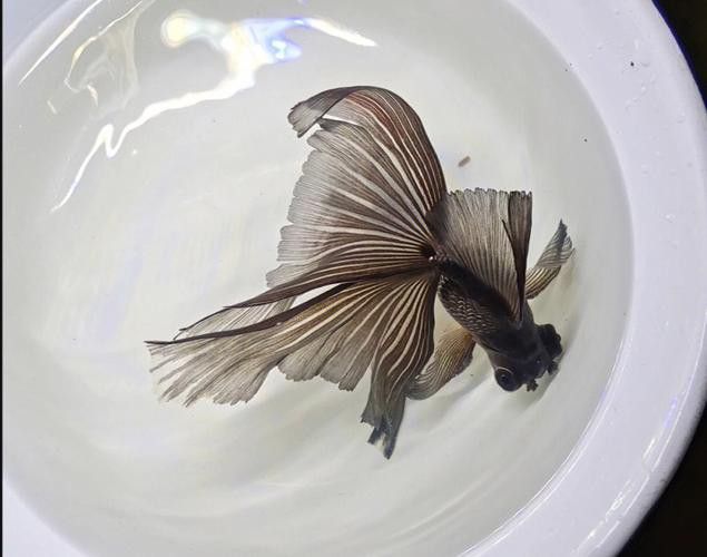 鳳尾龍魚圖片 龍魚百科 第2張 鳳尾龍魚圖片 鳳尾龍魚圖片 龍魚百科 第2張