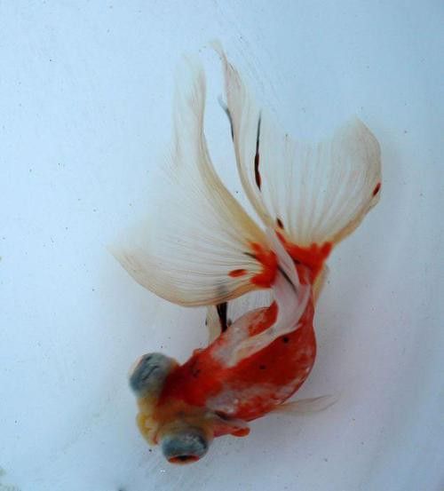 鳳尾龍魚圖片 龍魚百科 第1張 鳳尾龍魚圖片 鳳尾龍魚圖片 龍魚百科 第1張