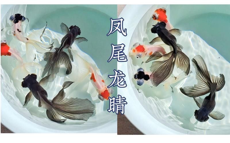 鳳尾龍魚圖片 龍魚百科 第4張 鳳尾龍魚圖片 鳳尾龍魚圖片 龍魚百科 第4張