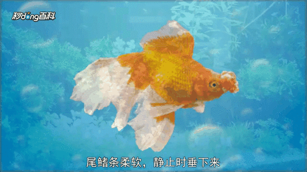 鳳尾龍魚圖片 龍魚百科 第10張 鳳尾龍魚圖片 鳳尾龍魚圖片 龍魚百科 第10張
