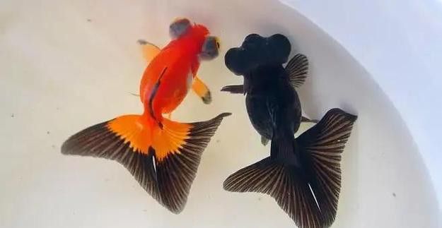鳳尾龍魚圖片 龍魚百科 第9張 鳳尾龍魚圖片 鳳尾龍魚圖片 龍魚百科 第9張