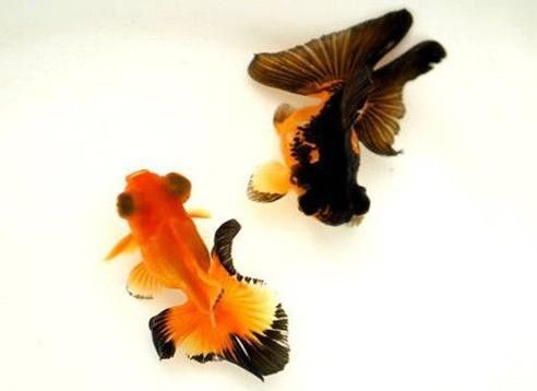 鳳尾龍魚圖片 龍魚百科 第5張 鳳尾龍魚圖片 鳳尾龍魚圖片 龍魚百科 第5張