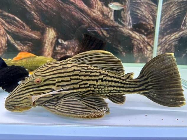 鳳尾龍魚圖片 龍魚百科 第6張 鳳尾龍魚圖片 鳳尾龍魚圖片 龍魚百科 第6張