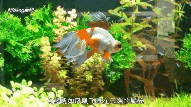 鳳尾龍魚圖片 龍魚百科 第7張 鳳尾龍魚圖片 鳳尾龍魚圖片 龍魚百科 第7張