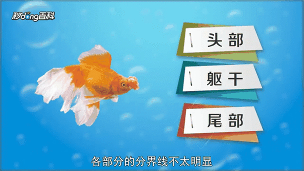 鳳尾龍魚圖片 龍魚百科 第8張 鳳尾龍魚圖片 鳳尾龍魚圖片 龍魚百科 第8張