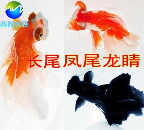 鳳尾龍魚圖片 龍魚百科 第13張 鳳尾龍魚圖片 鳳尾龍魚圖片 龍魚百科 第13張