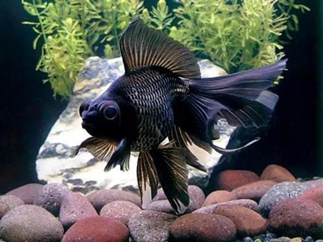 鳳尾龍魚圖片 龍魚百科 第15張 鳳尾龍魚圖片 鳳尾龍魚圖片 龍魚百科 第15張