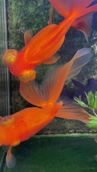 鳳尾龍魚圖片 龍魚百科 第14張 鳳尾龍魚圖片 鳳尾龍魚圖片 龍魚百科 第14張