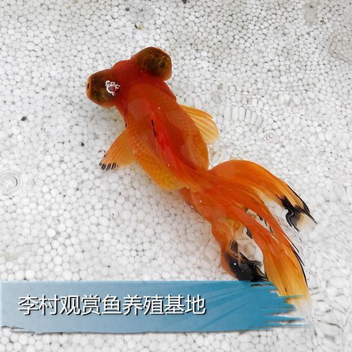 鳳尾龍魚圖片 龍魚百科 第19張 鳳尾龍魚圖片 鳳尾龍魚圖片 龍魚百科 第19張