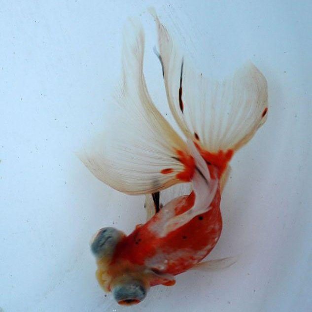 鳳尾龍魚圖片 鳳尾龍魚圖片 龍魚百科 第21張