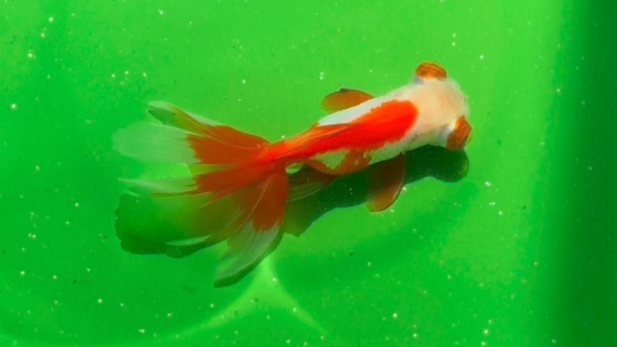 鳳尾龍魚圖片 龍魚百科 第17張 鳳尾龍魚圖片 鳳尾龍魚圖片 龍魚百科 第17張