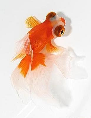 鳳尾龍魚圖片 龍魚百科 第18張 鳳尾龍魚圖片 鳳尾龍魚圖片 龍魚百科 第18張