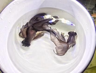 鳳尾龍魚圖片 龍魚百科 第16張 鳳尾龍魚圖片 鳳尾龍魚圖片 龍魚百科 第16張