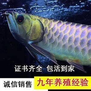 二十公分紅龍魚多少錢，二十公分紅龍魚價格