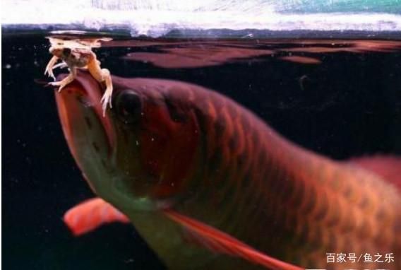 野生龍魚捕食繁殖的瞬間，你見過嗎？：野生龍魚捕食的瞬間展現(xiàn)了它們在自然環(huán)境中捕食的瞬間