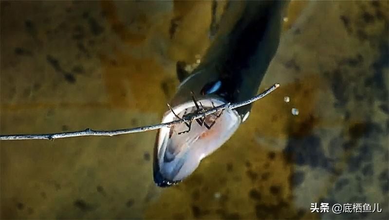野生龍魚捕食繁殖的瞬間，你見過嗎？：野生龍魚捕食的瞬間展現(xiàn)了它們在自然環(huán)境中捕食的瞬間