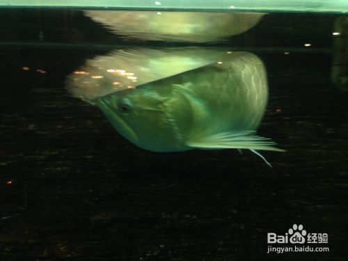龍魚飼養技巧和方法，龍魚的飼養技巧和方法 龍魚飼養技巧和方法，龍魚的飼養技巧和方法 龍魚百科 第1張
