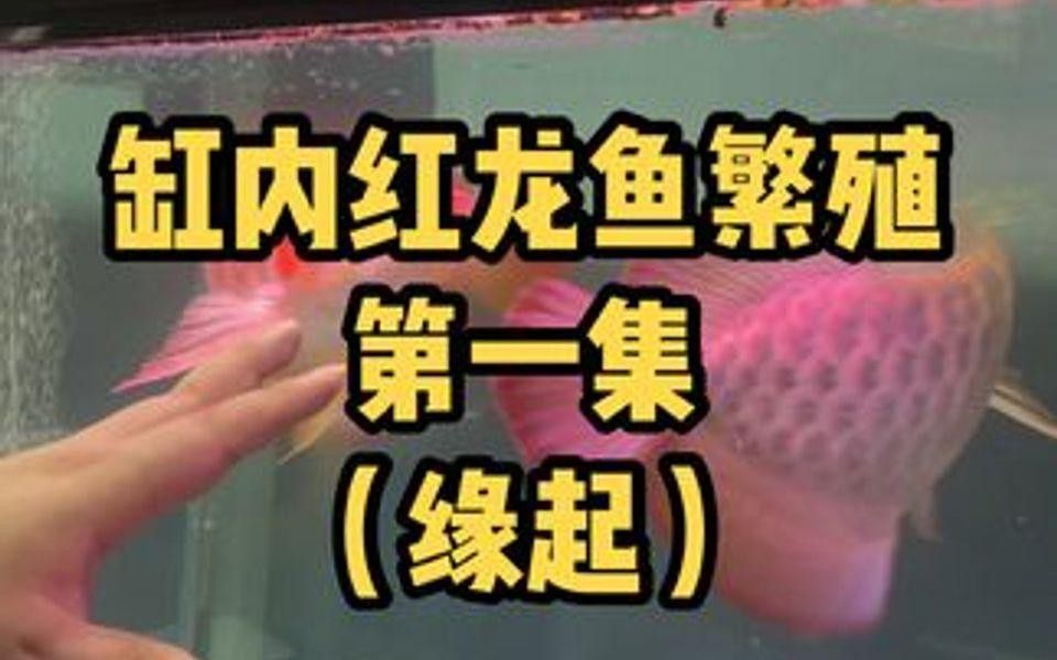 給我一些紅龍魚繁殖成功的案例
