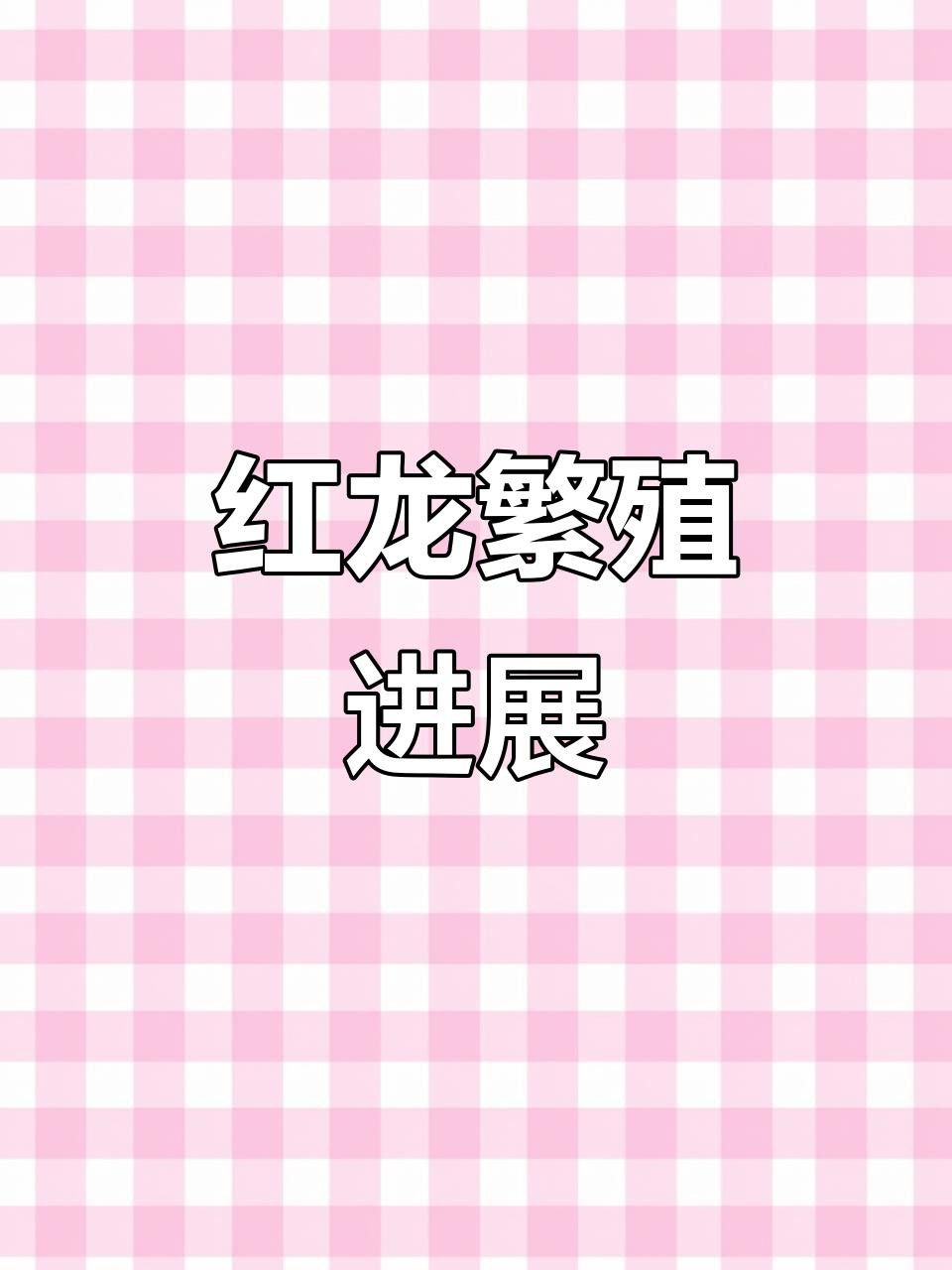 給我一些紅龍魚繁殖成功的案例
