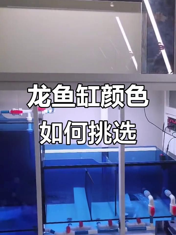 如何區(qū)分藍(lán)底龍魚和24K金底龍魚？