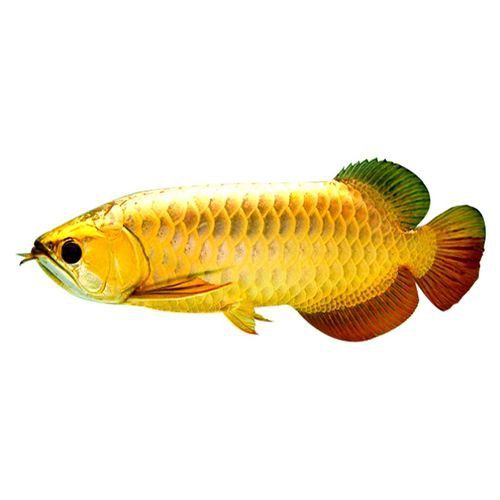 如何區(qū)分藍(lán)底龍魚和24K金底龍魚？