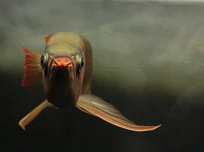 紅龍魚圖片高清大圖壁紙