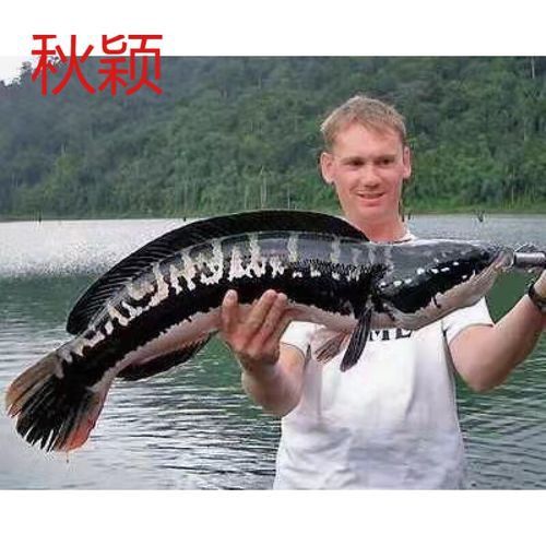 泰國五點雷龍魚