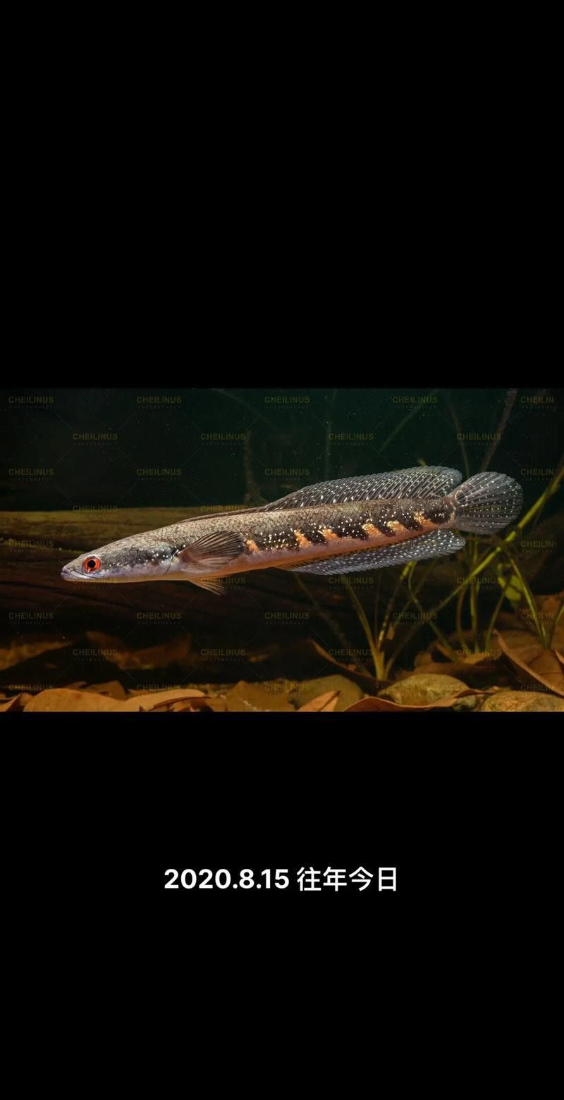 泰國五點雷龍魚