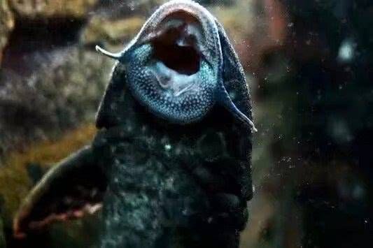 魚缸過濾器抽水不出氧氣什么原因（如何正確安裝魚缸過濾器）