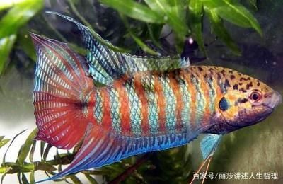 大型魚類繁殖技術難點，大型魚類的人工繁殖技術