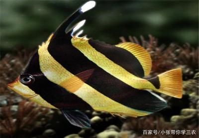 大型魚類繁殖技術難點，大型魚類的人工繁殖技術