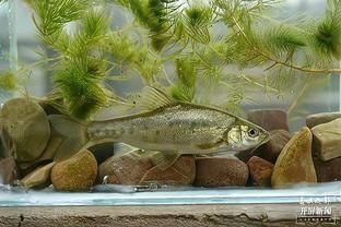 大型魚類繁殖技術難點，大型魚類的人工繁殖技術
