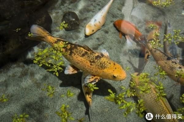 大型魚類繁殖技術難點，大型魚類的人工繁殖技術