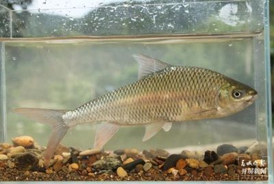 大型魚類繁殖技術難點，大型魚類的人工繁殖技術