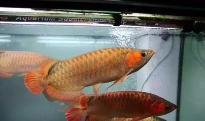 龍魚最適合混養的魚（龍魚混養注意事項,龍魚混養伴侶選擇技巧）